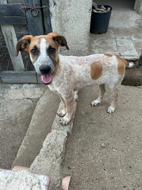 Sos Stallo Adozione Milo Splendido Dolce Cucciolo cane a Fano in Regalo