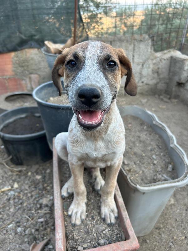 Sos Stallo Adozione Milo Splendido Dolce Cucciolo cane a Fano in Regalo