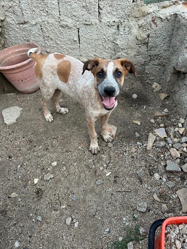 Sos Stallo Adozione Milo Splendido Dolce Cucciolo cane a Fano in Regalo