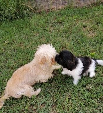 Cuccioli di Havanese adorabili e giocosi in cerca di una nuova casa