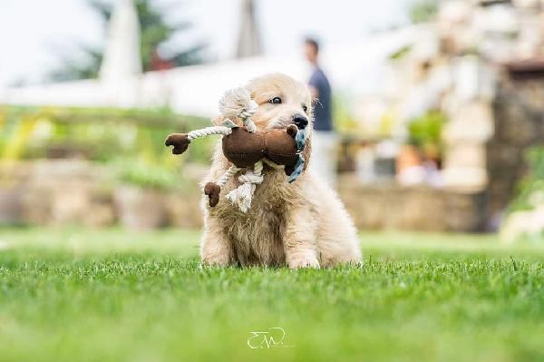 CUCCIOLO GOLDEN RETRIEVER