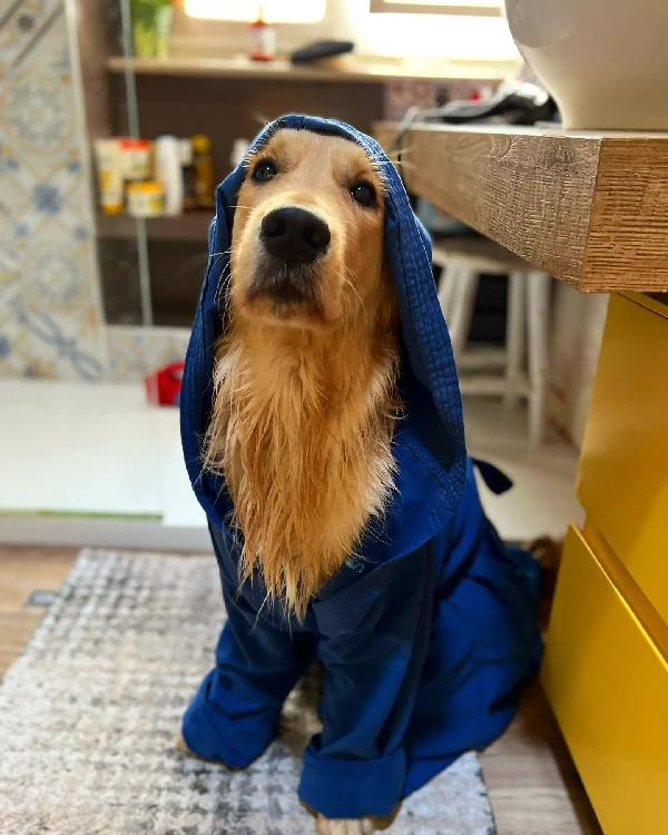 CUCCIOLO GOLDEN RETRIEVER - media 2