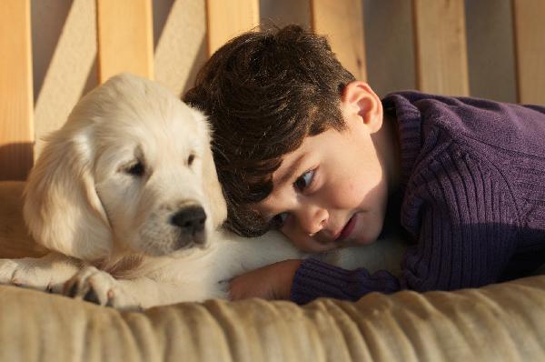 CUCCIOLO GOLDEN RETRIEVER - media 3