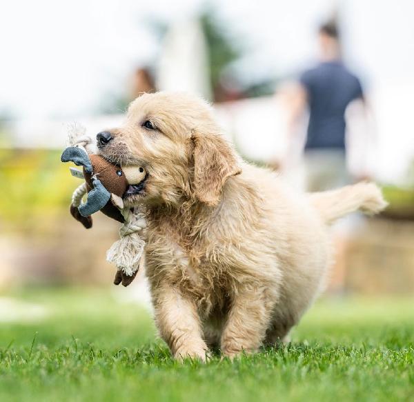 CUCCIOLO GOLDEN RETRIEVER - media 4