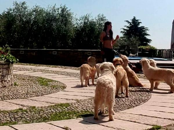 CUCCIOLO GOLDEN RETRIEVER - media 7