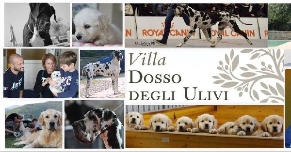 CUCCIOLO GOLDEN RETRIEVER - media 8