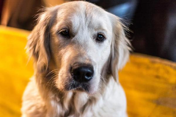 CUCCIOLO GOLDEN RETRIEVER - media 6