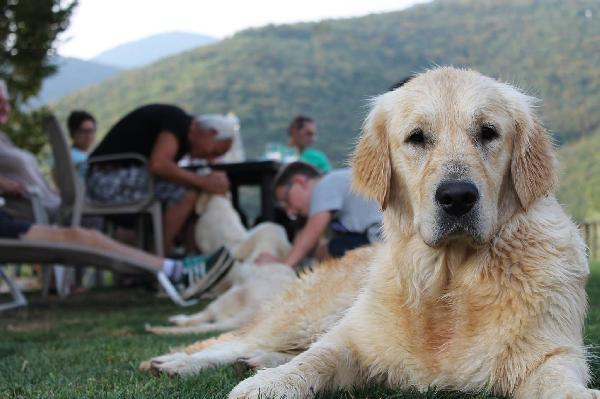 CUCCIOLO GOLDEN RETRIEVER - media 9