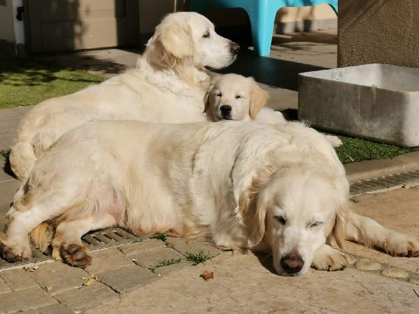 CUCCIOLO GOLDEN RETRIEVER - media 10