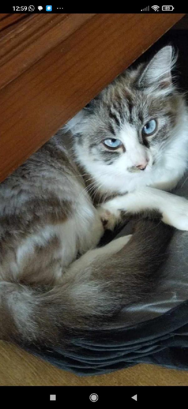 Kiara