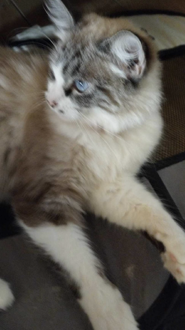 Adorabile gattina di nome Kiara dagli occhi blu  - media 2
