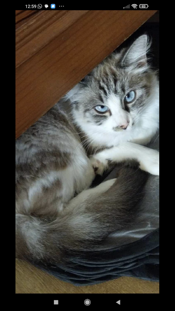 Adorabile gattina di nome Kiara dagli occhi blu  - media 3