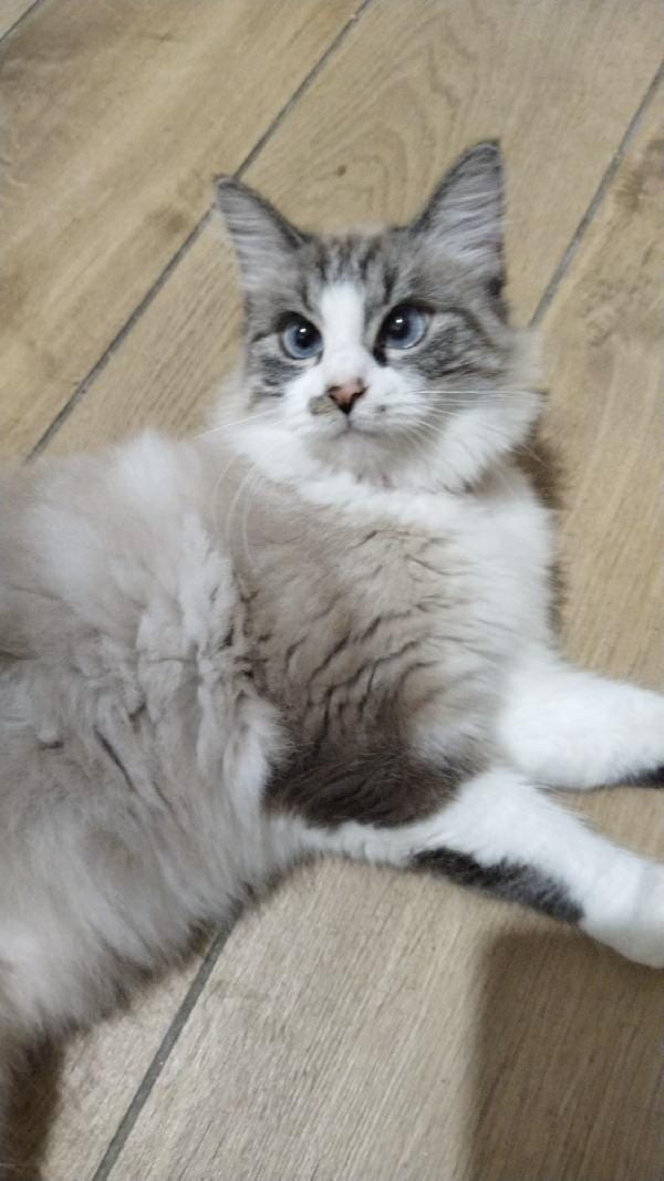 Adorabile kiara dagli occhi blu 