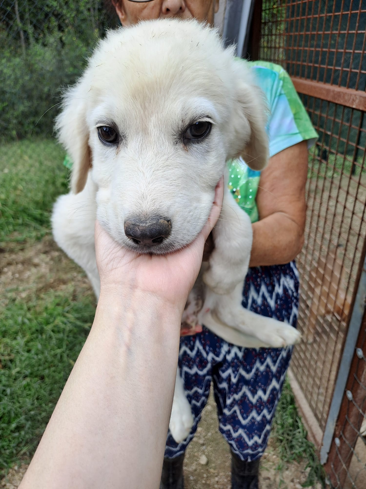 Oslo cane a Roma in Regalo