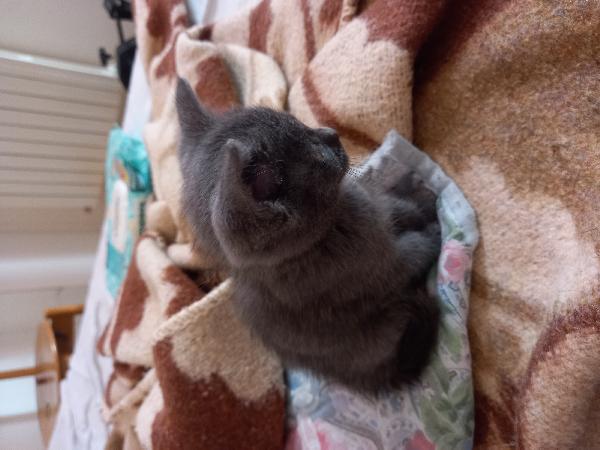 Gatto britis sort hair 