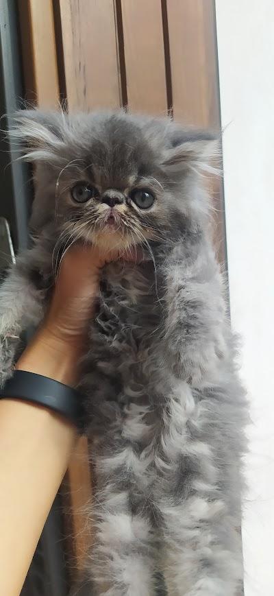 CUCCIOLO PERSIANO BLUE TABBY