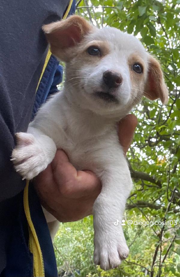 Perro