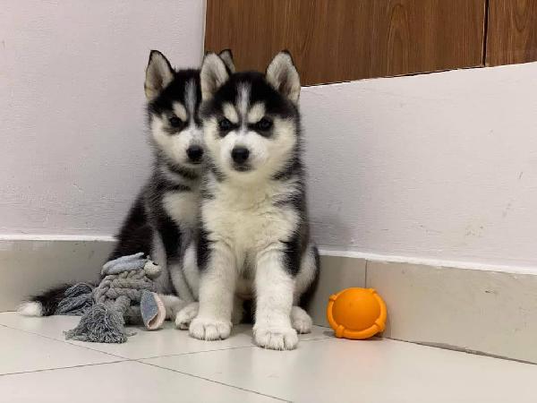 Siberian husky  - media 2