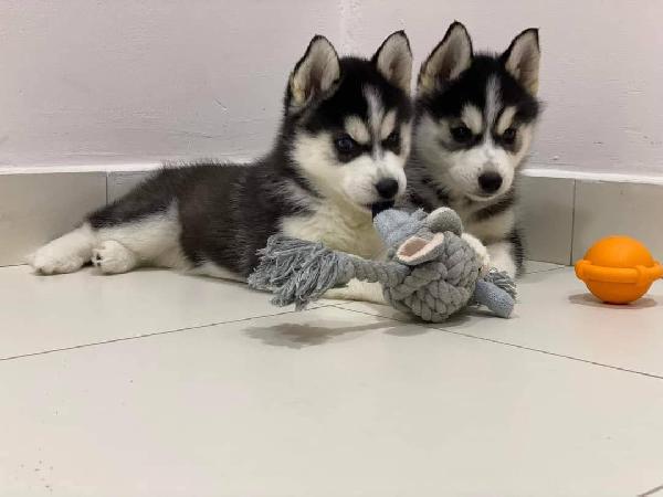 Siberian husky 
