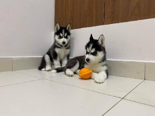 Siberian husky  - media 3