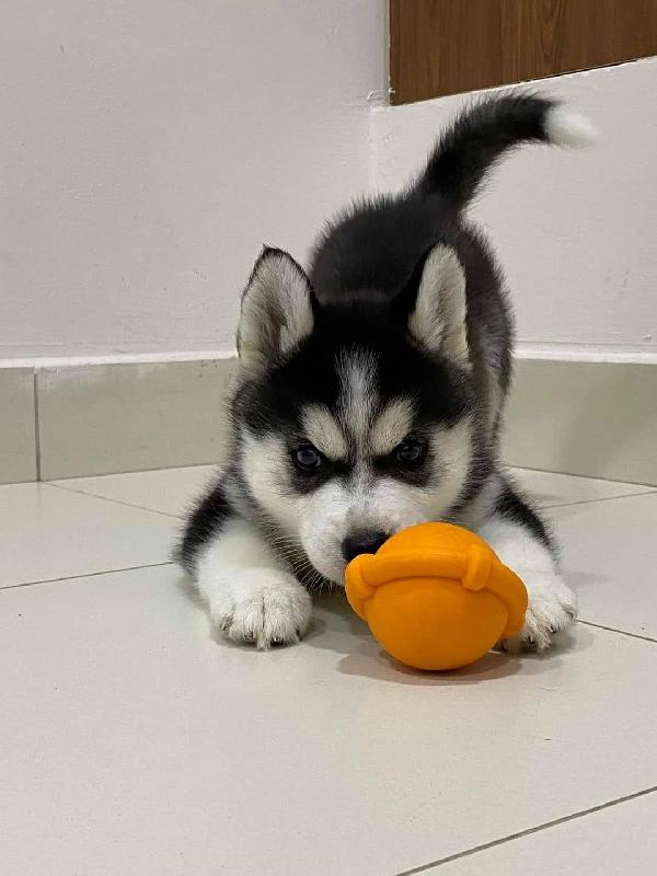 Siberian husky  - media 5