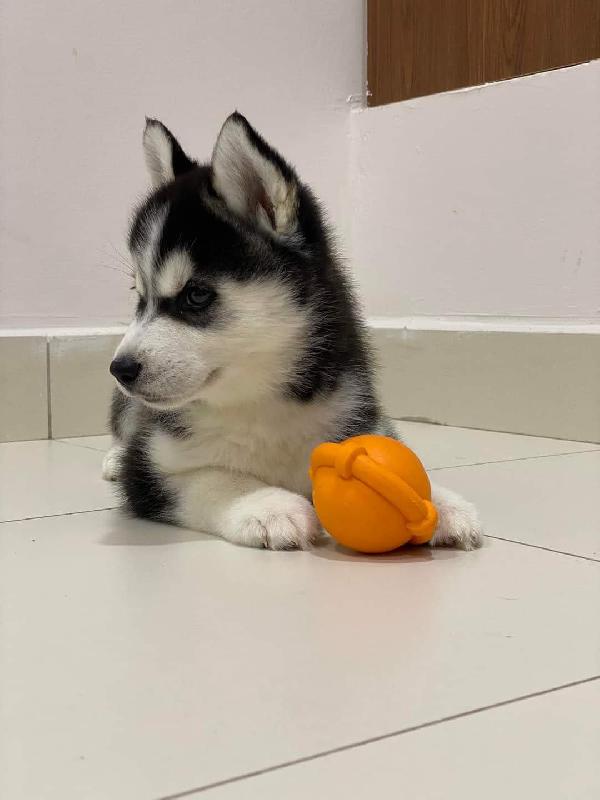 Siberian husky  - media 4