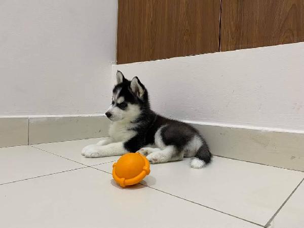 Siberian husky  - media 6