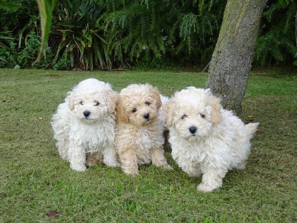 2 cachorros poochon para adoptar