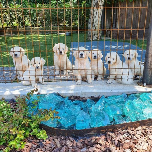 Disponibili cuccioli di Golden Retriever con Pedigree. - media 2