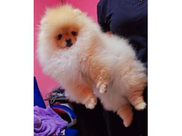 Cachorros de Pomerania Spitz(500 €) 