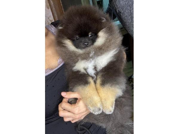 Cachorros de Pomerania Spitz(500 €)  - media 2