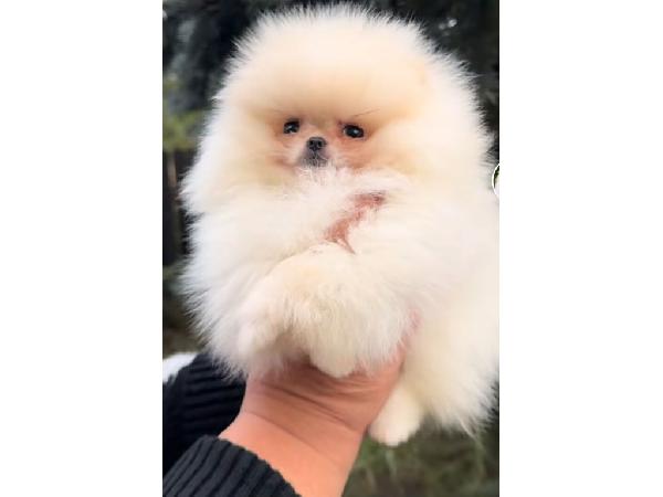 Cachorros de Pomerania Spitz(500 €)  - media 4