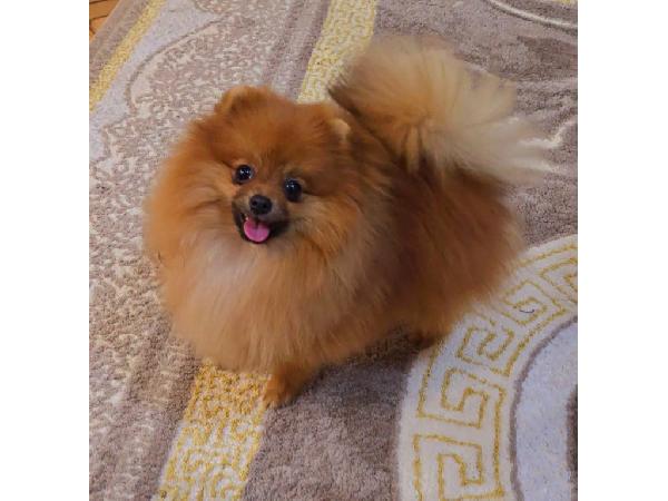 Cachorros de Pomerania Spitz(500 €)  - media 3