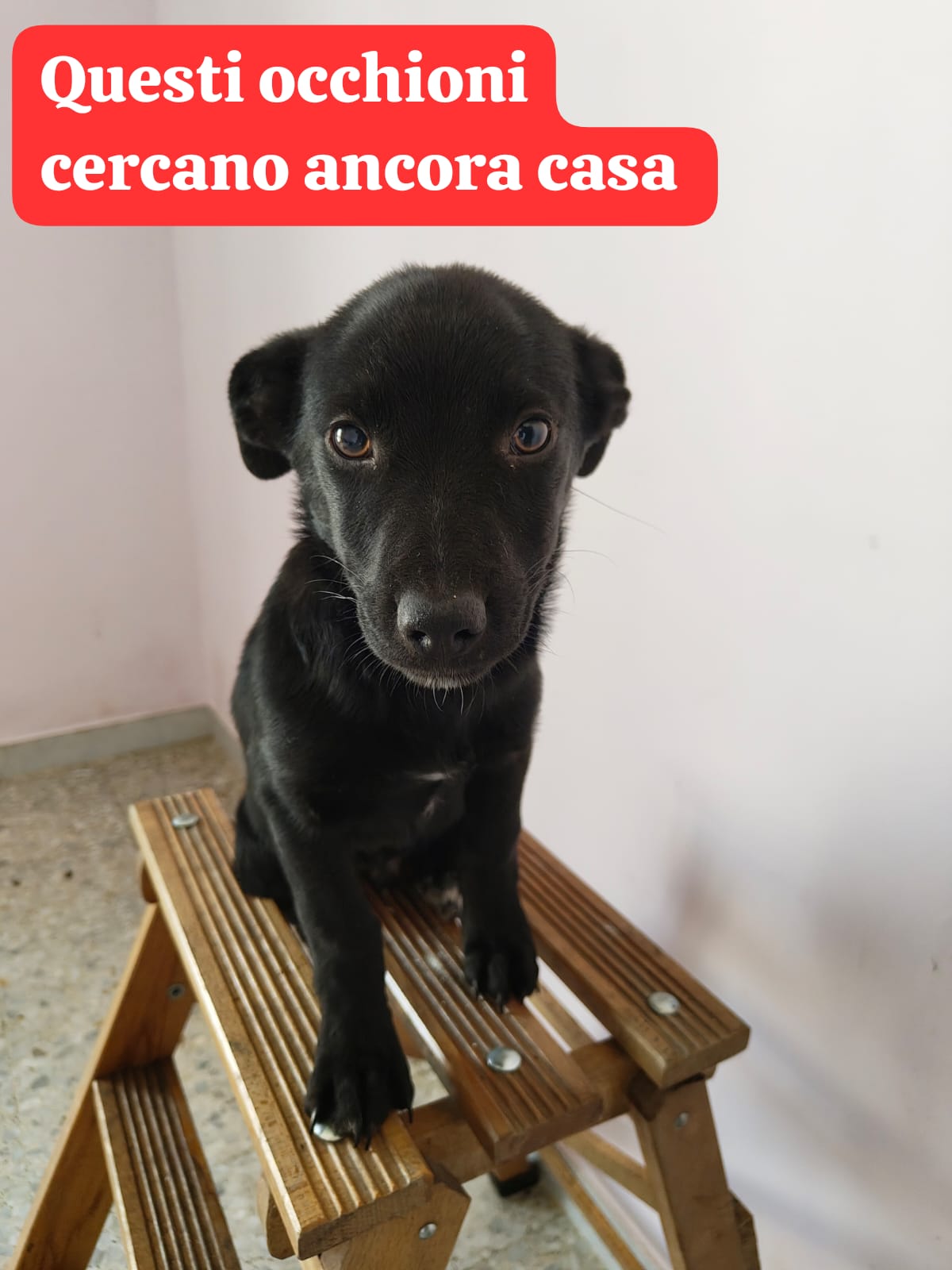 cerco cucciolo cane in regalo