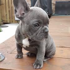 Cuccioli di Bulldog francese grigio