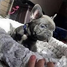 Cuccioli di Bulldog francese grigio