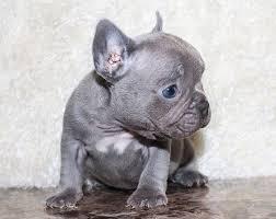 Cuccioli di Bulldog francese grigio