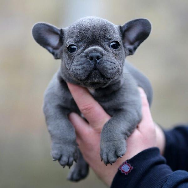 Cuccioli di Bulldog francese grigio - media 4