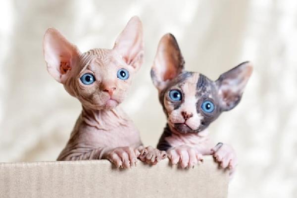 Gattini Sphynx in adozione vicino a me