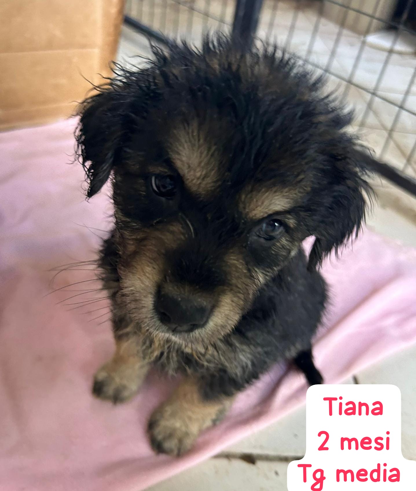 cani cuccioli in regalo piemonte