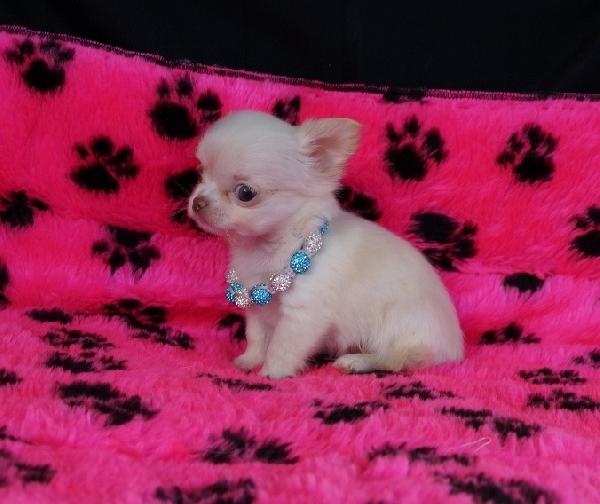 Cucciolo di Chihuahua
