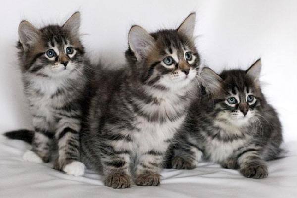 3 chatons Sibérien sevré