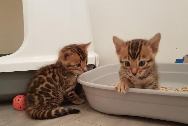 Jolie chaton