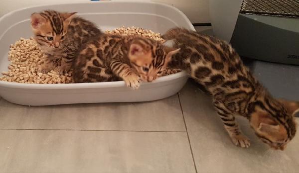 Jolie chaton