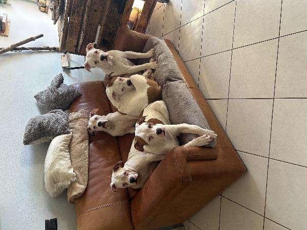 Regalo cuccioli di bulldog americano 