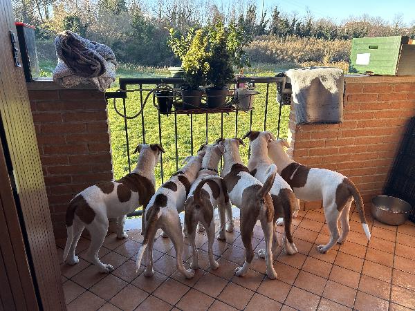 Regalo cuccioli di bulldog americano  - media 2