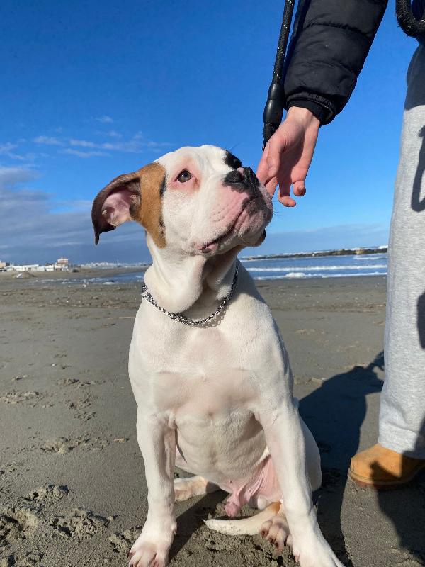 Regalo cuccioli di bulldog americano  - media 3
