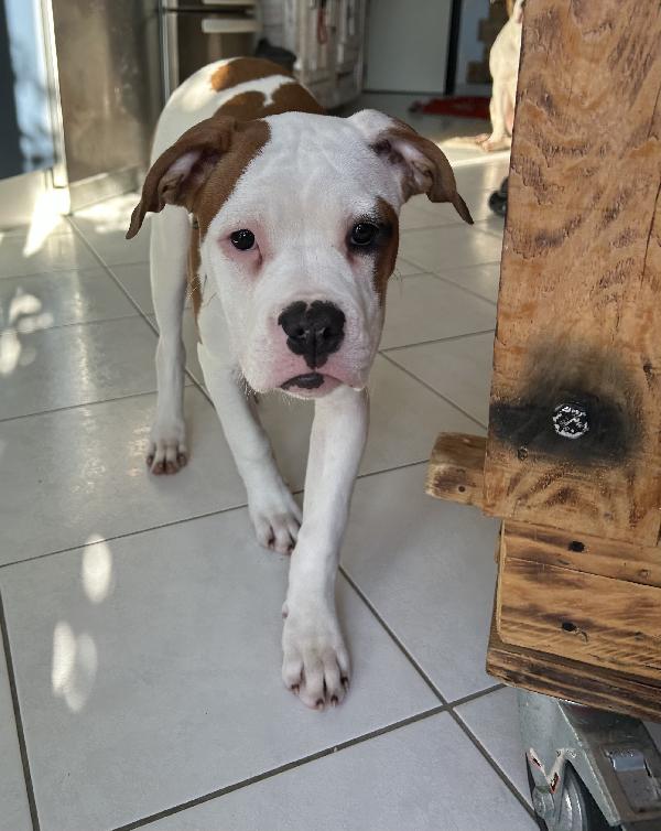 Regalo cuccioli di bulldog americano  - media 5