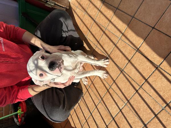 Regalo cuccioli di bulldog americano  - media 6
