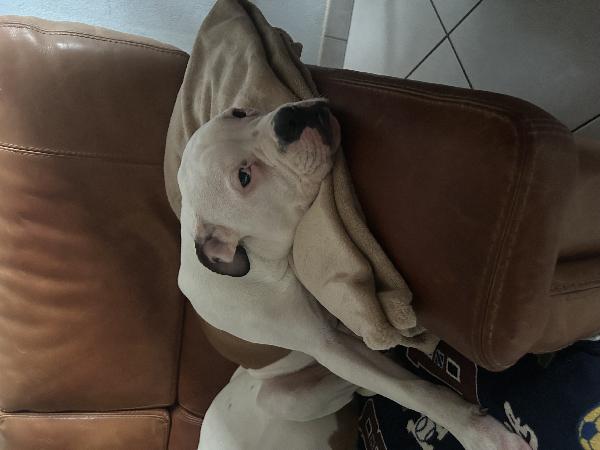 Regalo cuccioli di bulldog americano  - media 7
